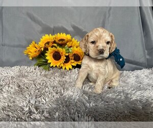 Cocker Spaniel Puppy for sale in NEW CASTLE, PA, USA