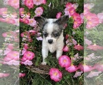 Small Photo #5 Chihuahua Puppy For Sale in SHERMAN, TX, USA