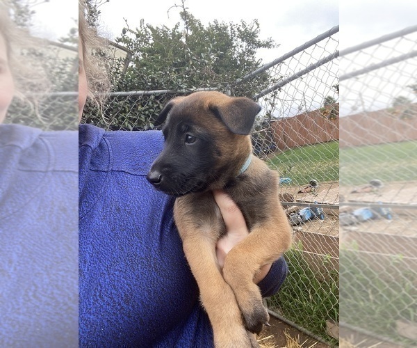Medium Photo #6 Belgian Malinois Puppy For Sale in IMPERIAL BEACH, CA, USA