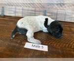 Puppy 5 German Shorthaired Pointer