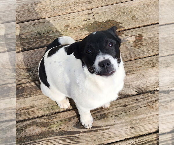 Medium Photo #3 Jack Russell Terrier-Retriever  Mix Puppy For Sale in Marine City, MI, USA