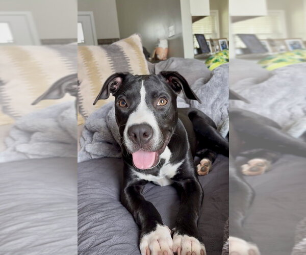 Medium Photo #21 Mutt Puppy For Sale in Mooresville, NC, USA