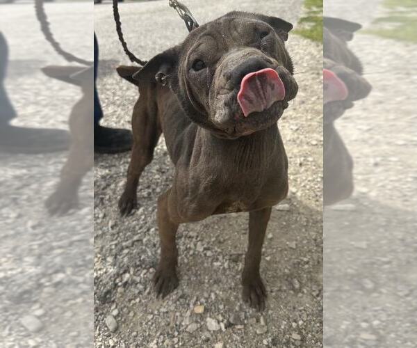 Medium Photo #1 Chinese Shar-Pei-Unknown Mix Puppy For Sale in Evansville, IN, USA