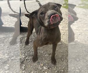 Chinese Shar-Pei-Unknown Mix Dogs for adoption in Evansville, IN, USA