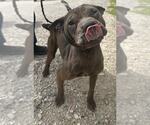 Small Chinese Shar-Pei Mix