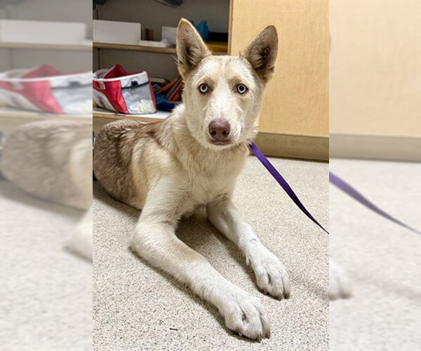Medium Photo #1 Siberian Husky-Unknown Mix Puppy For Sale in Riverside, CA, USA