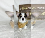 Small #1 Pembroke Welsh Corgi