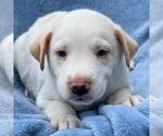 Small Collie Mix