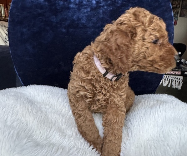 Medium Photo #5 Goldendoodle (Miniature) Puppy For Sale in SAN FERNANDO, CA, USA