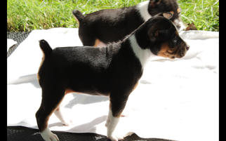 Medium Rat Terrier