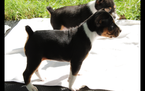 Small Photo #1 Rat Terrier Puppy For Sale in FAIRPORT, NY, USA