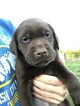 Small Photo #31 Labrador Retriever Puppy For Sale in EATONVILLE, WA, USA