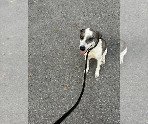 Medium Photo #4 Pointer-Unknown Mix Puppy For Sale in Boston, MA, USA