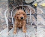 Small Photo #24 Golden Retriever Puppy For Sale in GREENWOOD, WI, USA