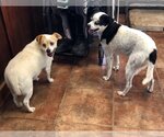 Small Photo #2 Chug Puppy For Sale in Amarillo, TX, USA