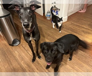 Tally - Female Border Collie-Unknown Mix Dog for Adoption - Photo #3