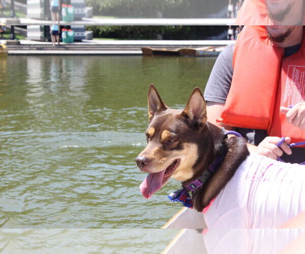 Medium Photo #6 Siberian Husky-Unknown Mix Puppy For Sale in Lockport, NY, USA