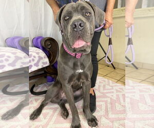 Mutt Dogs for adoption in Goodyear, AZ, USA