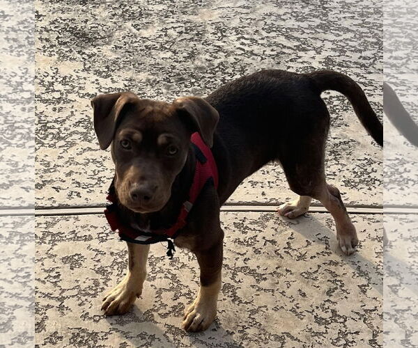 Medium Photo #6 Boxador Puppy For Sale in Missouri City, TX, USA