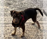 Small #5 Boxador
