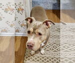 Small #29 Staffordshire Bull Terrier Mix