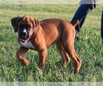 Small Photo #12 Boxer Puppy For Sale in HUMBOLDT, NE, USA