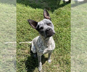 American Pit Bull Terrier-Catahoula Leopard Dog Mix Dogs for adoption in Lee's Summit, MO, USA