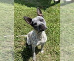 Small American Pit Bull Terrier-Catahoula Leopard Dog Mix