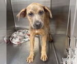 Small #4 Boxer Mix