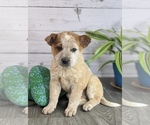 Small Photo #1 Australian Cattle Dog Puppy For Sale in ASHLAND, OH, USA