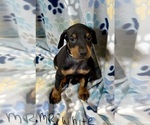 Puppy Mr White Doberman Pinscher