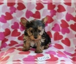 Small Photo #5 Yorkshire Terrier Puppy For Sale in HOPKINSVILLE, KY, USA