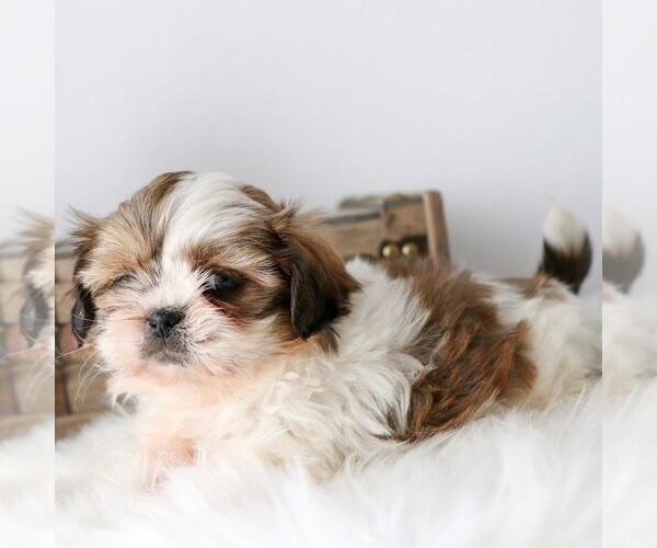 Medium Photo #4 Shih Tzu Puppy For Sale in ARTHUR, IL, USA