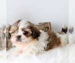 Small #3 Shih Tzu