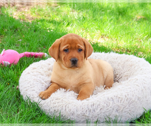 Labrador Retriever Puppy for sale in SYRACUSE, IN, USA