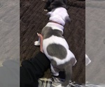 Small Photo #17 American Bully Puppy For Sale in PEMBERTON, NJ, USA