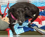 Small #28 Labrador Retriever Mix