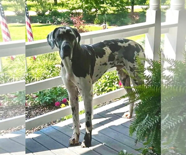 Medium Photo #4 Great Dane-Unknown Mix Puppy For Sale in Germantown, OH, USA