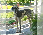 Small #3 Great Dane Mix