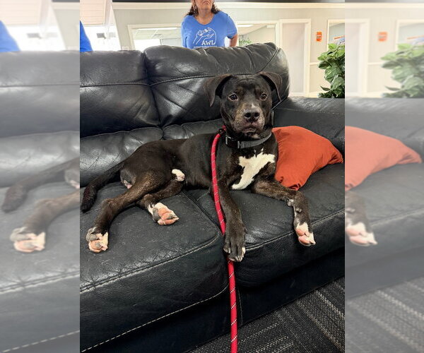 Medium Photo #4 American Staffordshire Terrier-Unknown Mix Puppy For Sale in Pierceton , IN, USA