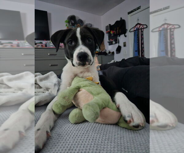 Medium Photo #22 Labrador Retriever-Unknown Mix Puppy For Sale in Brewster, NY, USA
