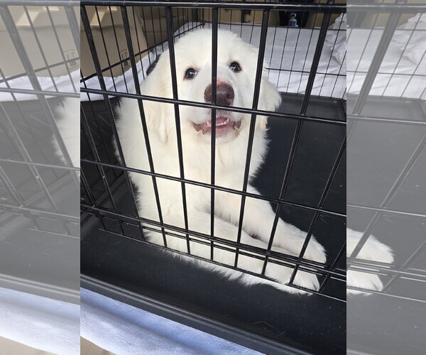 Medium Photo #9 Great Pyrenees Puppy For Sale in Houston, TX, USA