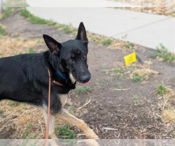 Medium Photo #1 German Shepherd Dog Puppy For Sale in Denver, CO, USA