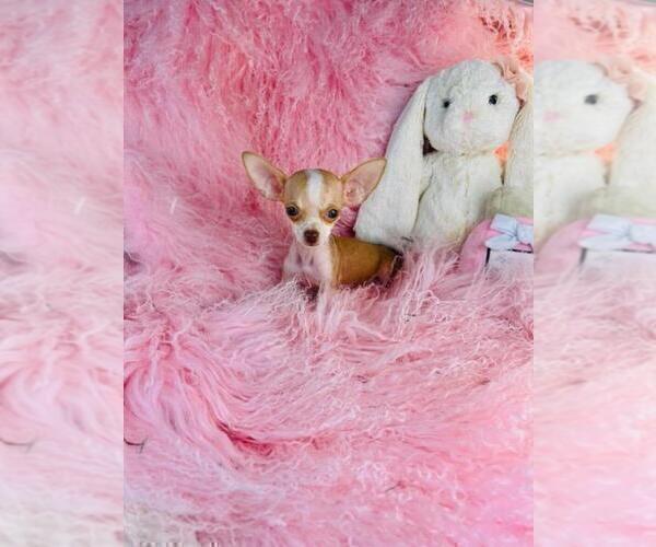 Medium Photo #21 Chihuahua Puppy For Sale in FORT LAUDERDALE, FL, USA