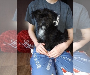 YorkiePoo Puppy for sale in LAPEER, MI, USA