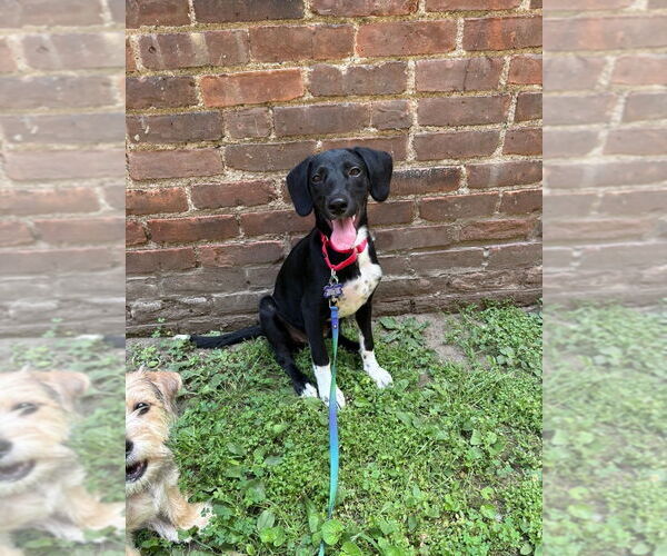 Medium Photo #4 Mutt Puppy For Sale in Oak Bluffs, MA, USA