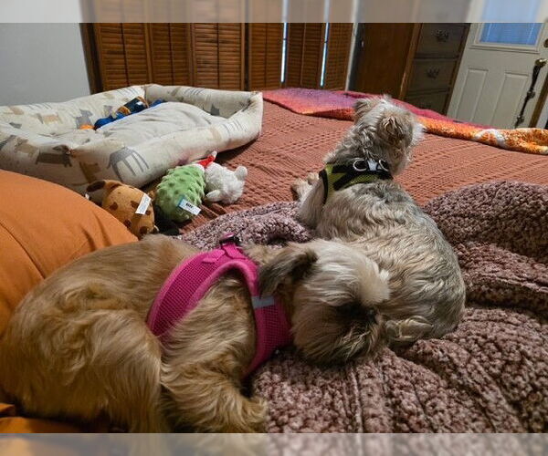 Medium Photo #3 Brussels Griffon Puppy For Sale in Fort Wayne, IN, USA