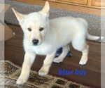 Puppy Blue boy German Shepherd Dog-Siberian Husky Mix