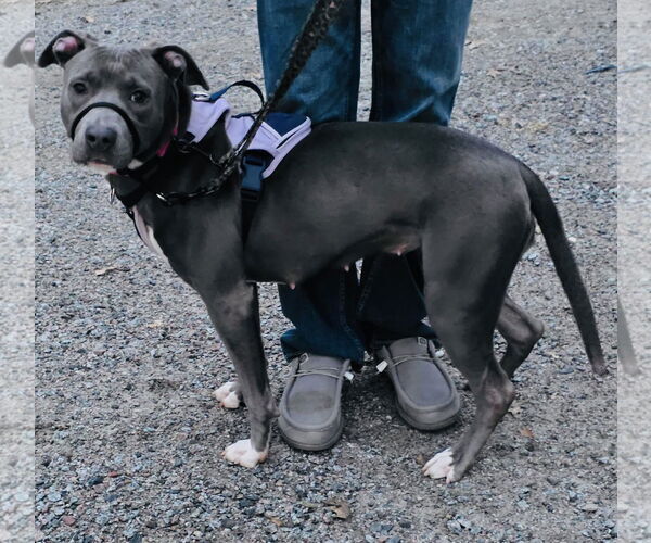 Medium Photo #19 American Pit Bull Terrier-Labrador Retriever Mix Puppy For Sale in Princeton, MN, USA