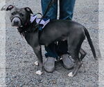 Small #18 American Pit Bull Terrier-Labrador Retriever Mix